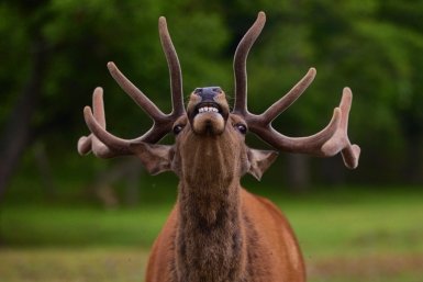 В Севастополе взыскали 70 тысяч рублей за гибель в ДТП благородного оленя