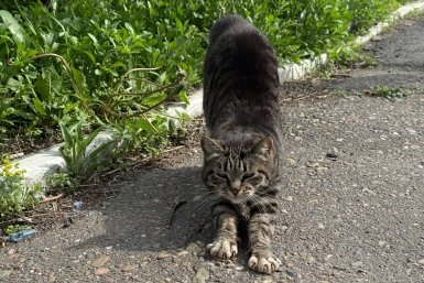 Поел травы и стало плохо — ветеринар предупредил об опасности для домашних котов