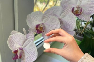 В апреле для чахлой орхидеи — обязательно: 1 таблетку в воду — и фаленопсис валит новыми бутонами