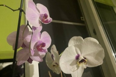 Чай не пью - несу орхидее: начнет расти, как сорняк после дождя