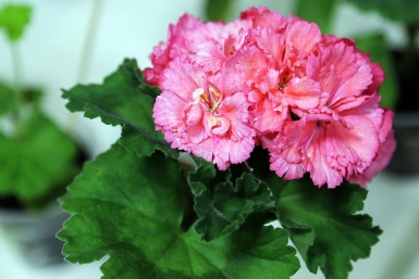 Добавляю 1 каплю в воду для полива пеларгонии — и она выбрасывает в 2 раза больше бутонов и цветет пышнее