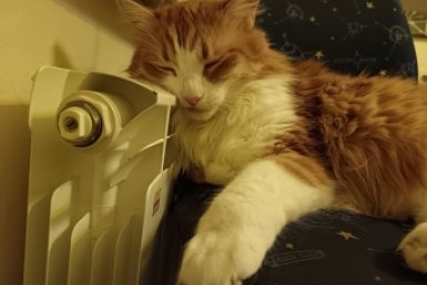 1 ложка на таз - батареи чистые с весны до осени: ни пыли, ни грязи, ни комков шерсти