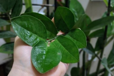 2 ложки на литр воды — и замиокулькас превратился в джунгли: выпускает новые побеги один за другим