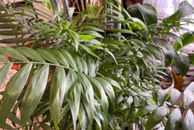 Втыкаю 2 дольки в горшок – и вокруг ни одной мошки, цветы как на выставке