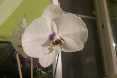 Рисовый коктейль для орхидеи: 4 ложки - даже сухая палка воскреснет