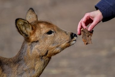В Севастополе водителей предупредили о штрафах за сбитых животных