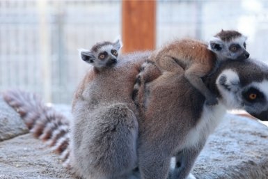 От лемуров до цыплят: в Бахчисарайском парке миниатюр в Крыму произошел беби-бум