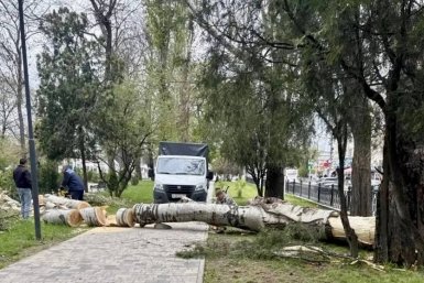 В парках Симферополя ветер повалил шесть здоровых деревьев