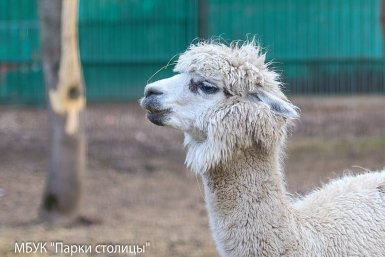 Почему гудит альпака Морис, рассказали в зооуголке Симферополя