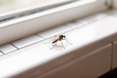 Ставлю в мае у окна, и ни один комар не пролетит - москитная сетка не нужна