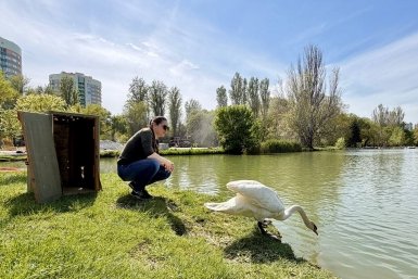 В Симферополе пришлось спасать перекормленного хлебом лебедя