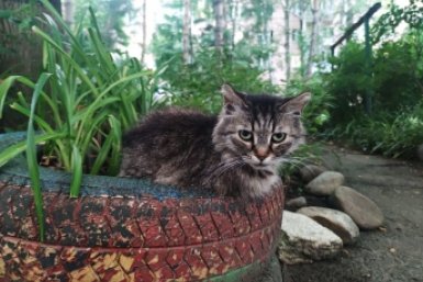 Забудьте про вечную уборку: топ-4 породы котов без подшерстка и запаха - идеальный выбор для чистоплюев ИА Stavropol.Media
