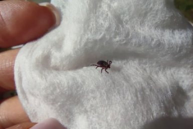За минувшую неделю с укусами клещей в больницы Ставрополья обратились 327 человек ИА Stavropol.Media