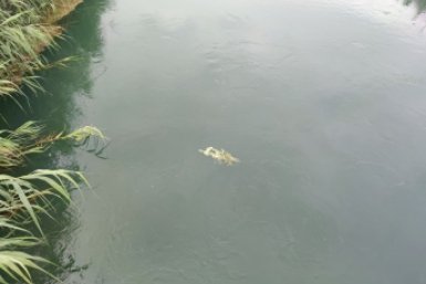 На Ставрополье вода на реке Калаус продолжит подниматься до конца суток 3 июня ИА Stavropol.Media