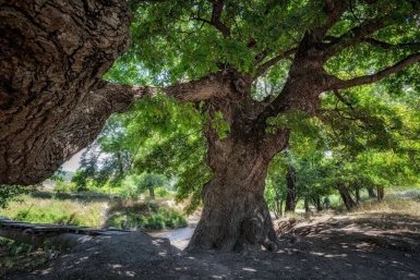 За севастопольский 570-летний дуб можно проголосовать в национальном конкурсе