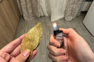 Лавровый лист ИА KrasnodarMedia
