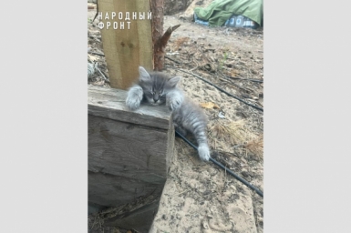 О котенке по кличке Дымок на передовой рассказали бойцы из Крыма