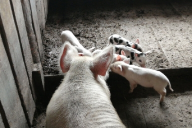 На Ставрополье расширили карантин из-за африканской чумы свиней: нашли новый очаг заболевания Абрамченко Анета