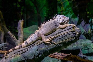 ящерица Мария Смитюк, ИА PrimaMedia.ru