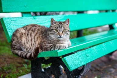 бездомные животные, кот, кошка, хорошая погода, лавочка ,скамейка Мария Смитюк, ИА PrimaMedia.ru