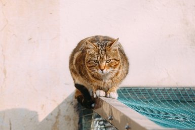 бездомные животные, кот, кошка Мария Смитюк, ИА PrimaMedia.ru