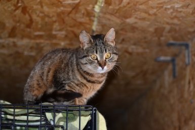 Без капризов, но умилительная: кошку Рысюню пристраивают в Севастополе
