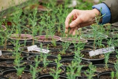 В Севастополе посаженные подростками кипарисы украсят школьные дворы