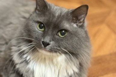 Кот Марина Кудрявцева, ИА UssurMedia