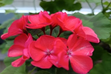 Хотите больше герани? Укорените черенки осенью — к 8 Марта будет оранжерея