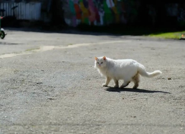 Привязали к дереву в лесу и бросили умирать: кане-корсо спасли в Симферополе