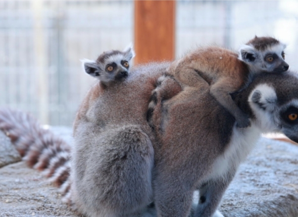 Новость дня