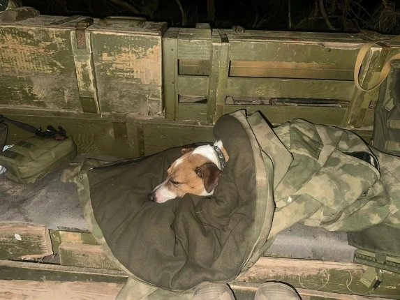 Любимого пса Оскара взял с собой на передовую боец из Крыма
