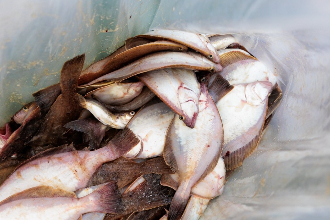 камбала, рыба, улов, рыбалка, морепродукты, Евгений  Кулешов, ИА PrimaMedia