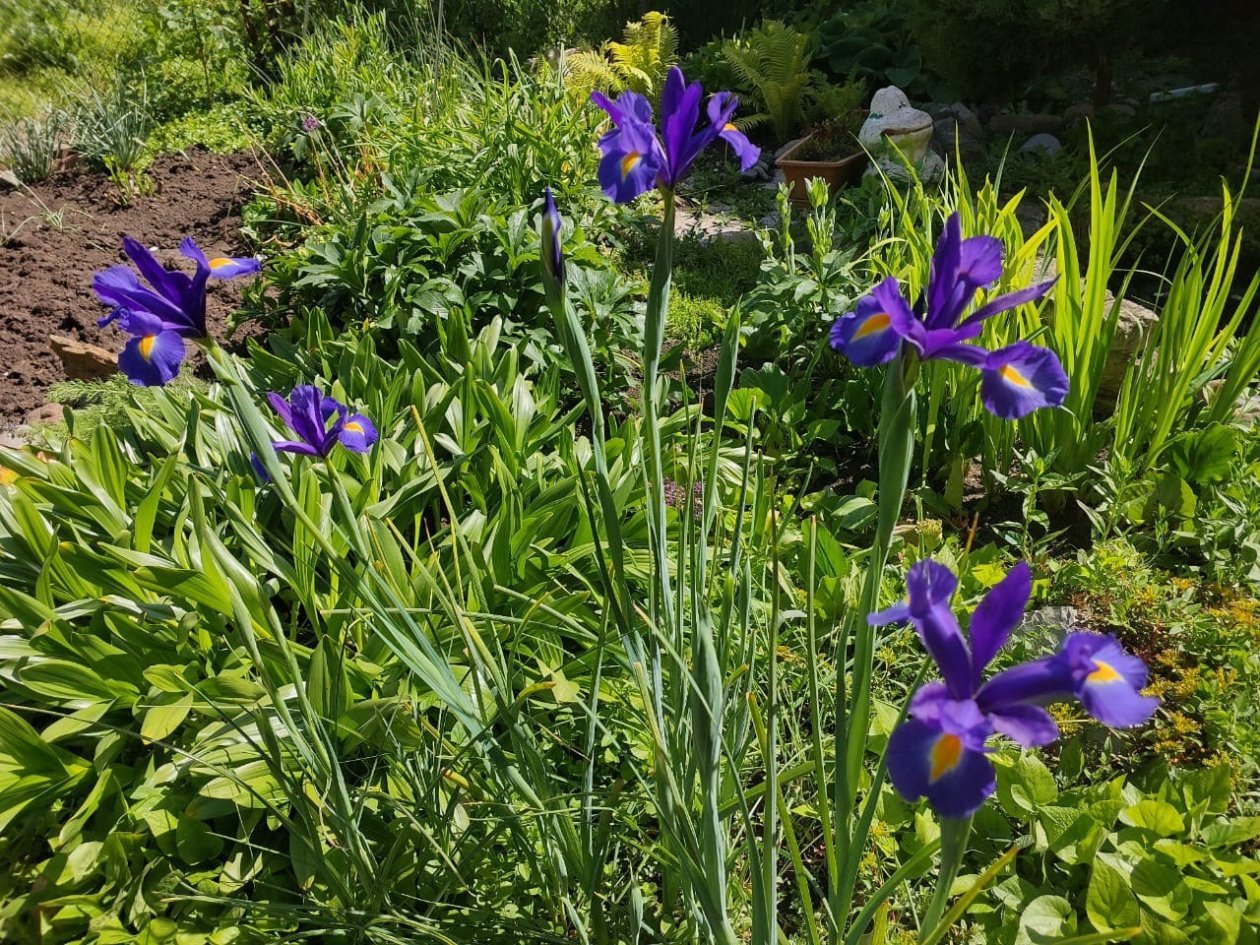 Вам ириски для вашего сада: выращиваем прекрасные растения в три шага ИА SevastopolMedia