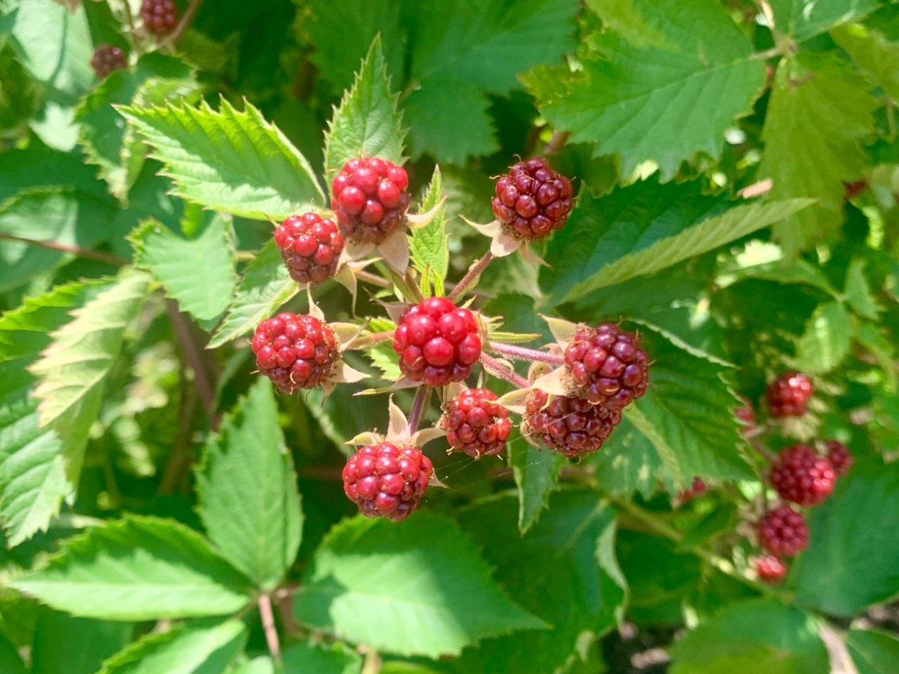 Топ-3 метода удобрения ежевики летом: следуем правилам и ежевика вырастит с теннисный мяч ИА SevastopolMedia