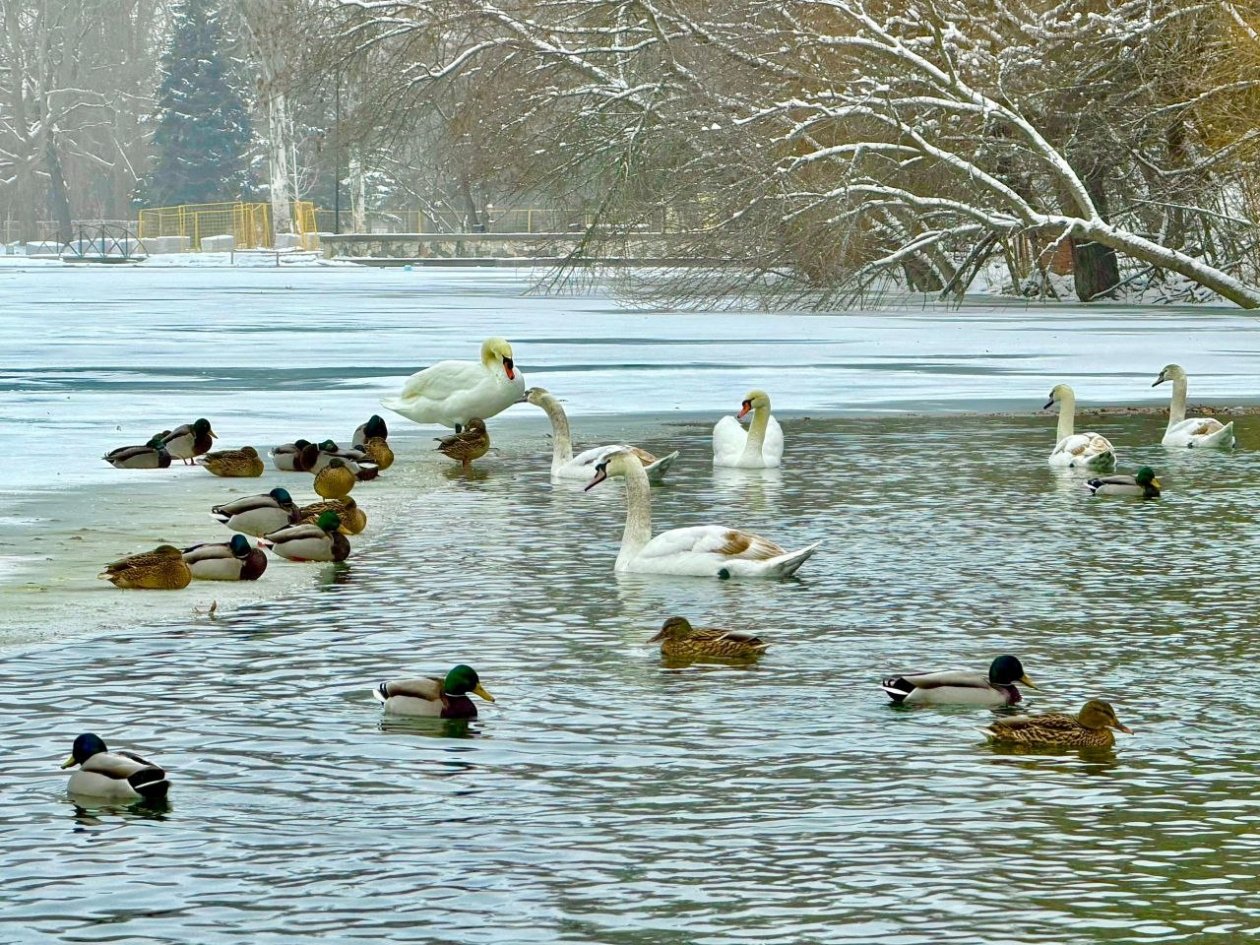 Лебеди хорошо переносят зимовку МБУК &quotПарки столицы&quot