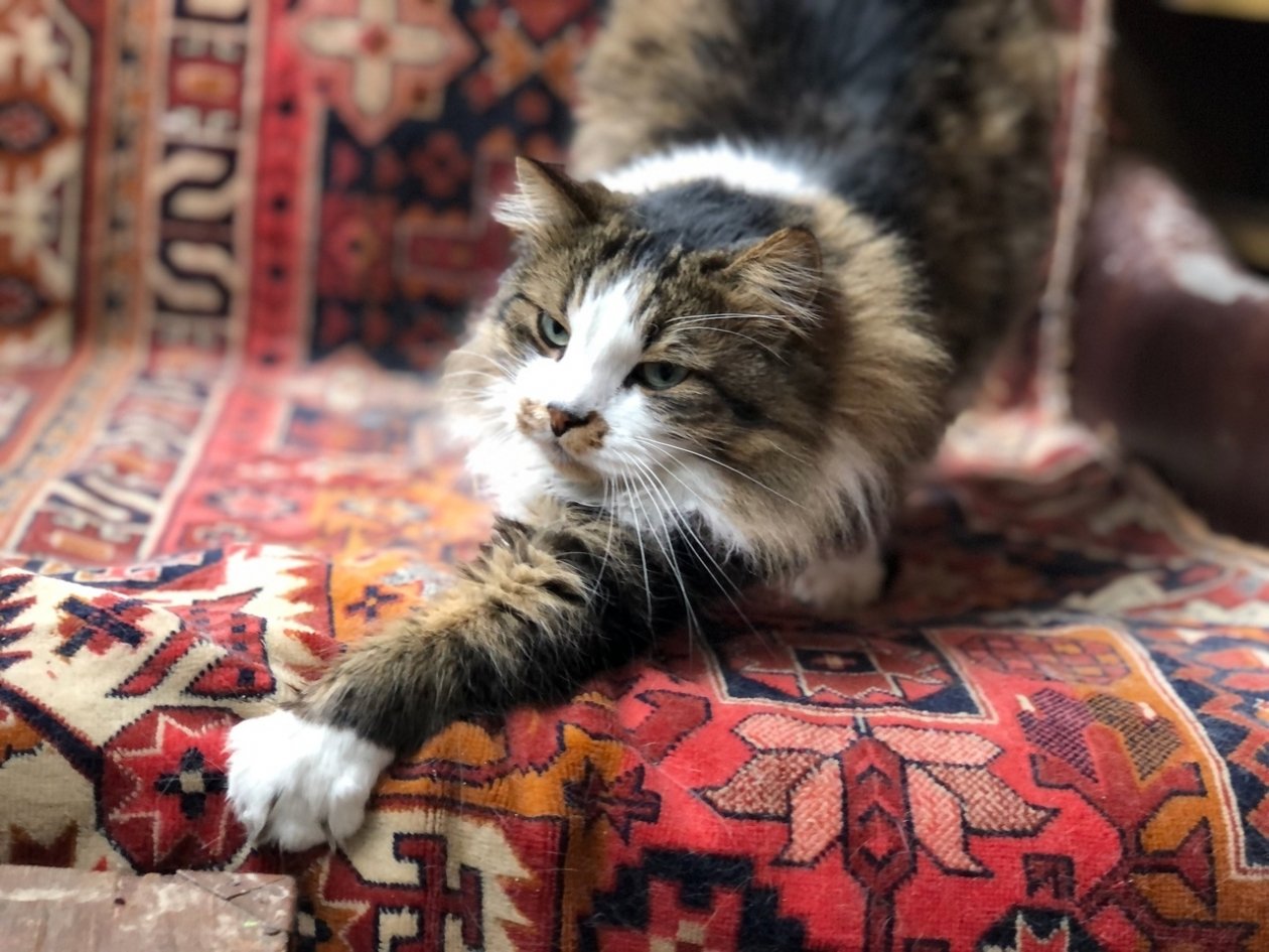 Наташа Из архива Е. Воиновой