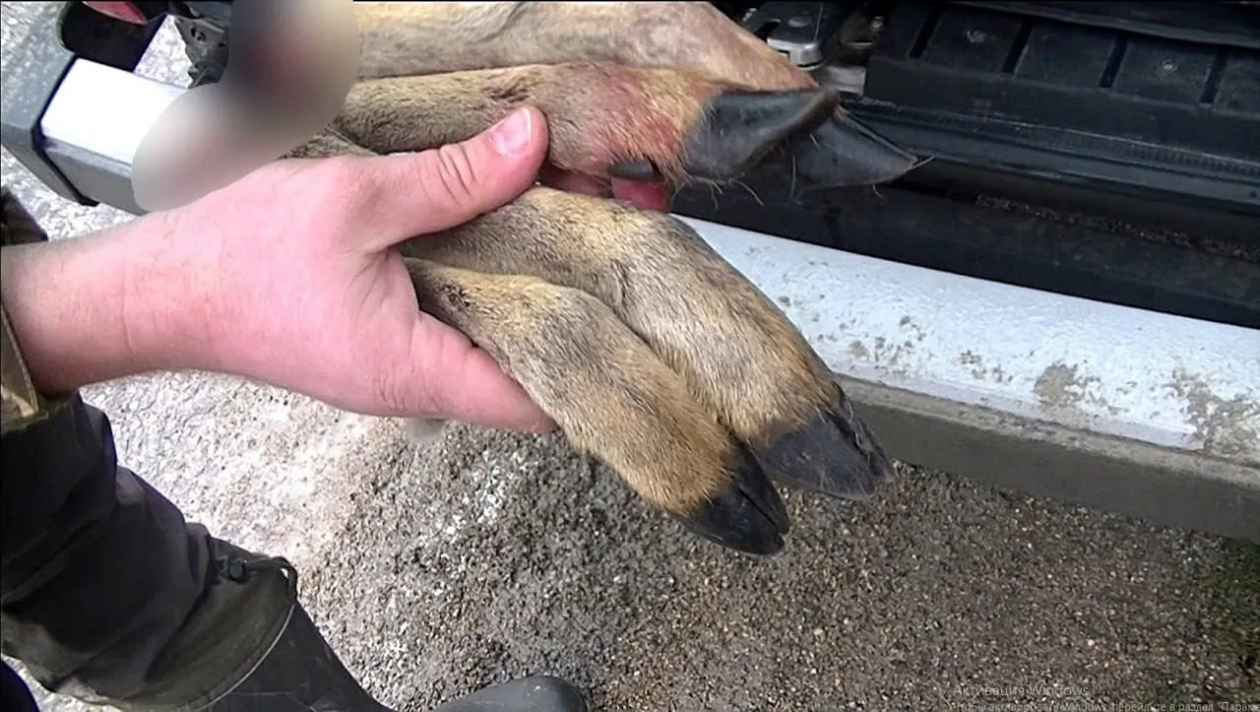 Косулю незаконно застрелили в Крыму Минпромторг Крыма