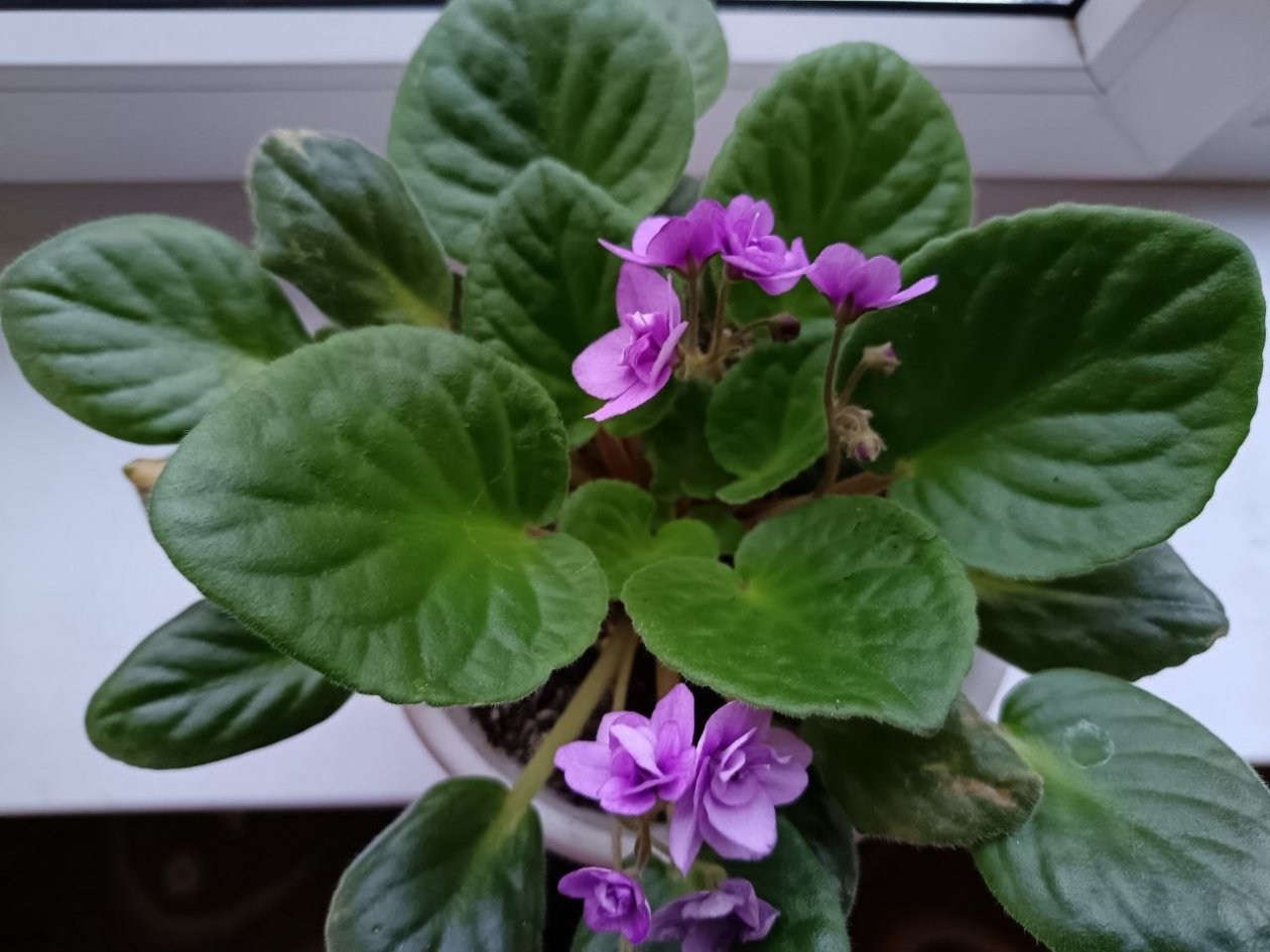 Щепотка в воду для полива — цветы пышут здоровьем и зеленее елки — без белого налета на земле ИА SevastopolMedia.ru