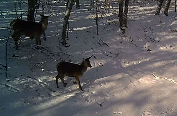 Соцсети М. Развожаева