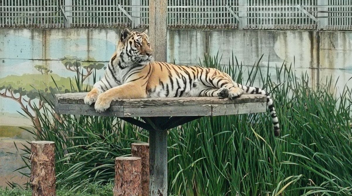 Вы заслуживаете золотой значок юнната, если наберете 7/7 - ТЕСТ про животных ИА SevastopolMedia.ru