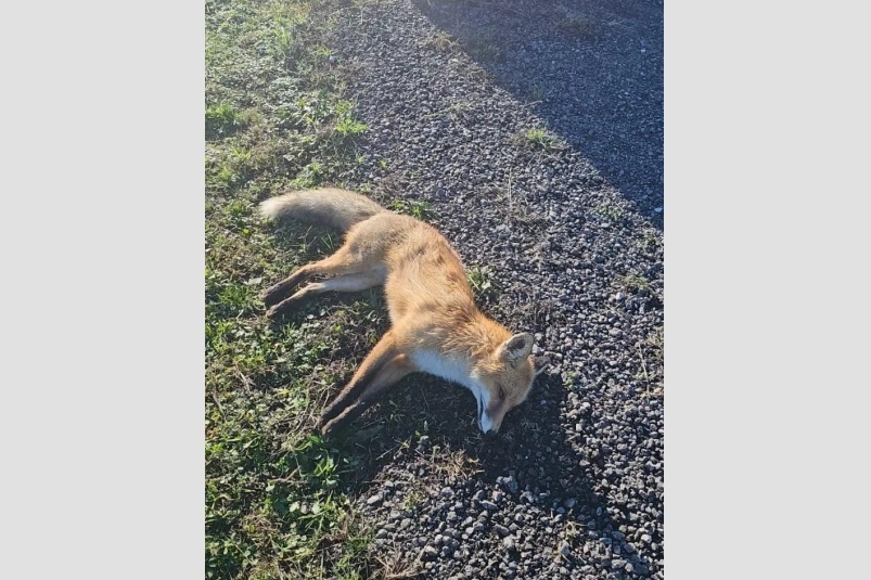 Зараженных животных нашли в Алуште Госкомитет ветеринарии Крыма