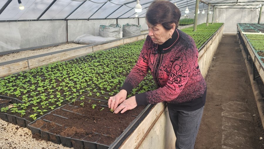 Цветы готовят к весенней высадке Правительство Севастополя