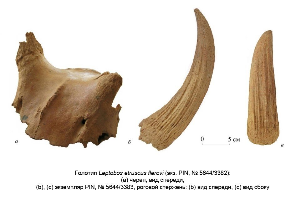 Ученые изучили найденные кости Телеграм-канал &quotОкаменелости. 2.0&quot (18+)