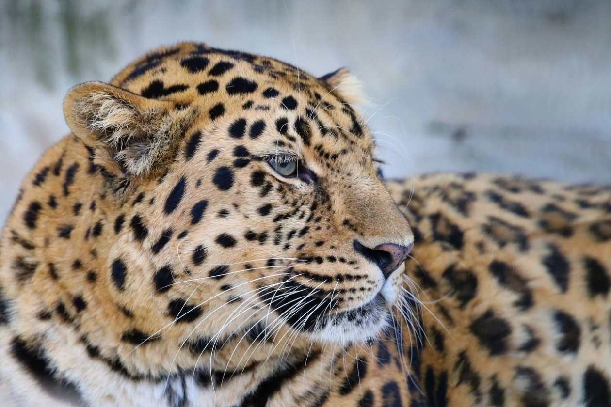 Выбрали имя для третьего котенка из семьи дальневосточных тигров Пресс-служба ВТБ