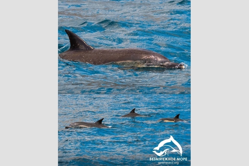 Вэйми снова встретили под Севастополем Центр &quotБезмятежное море&quot