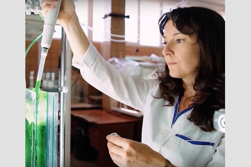 Ученые работают над хлореллой ФИЦ ИНБЮМ