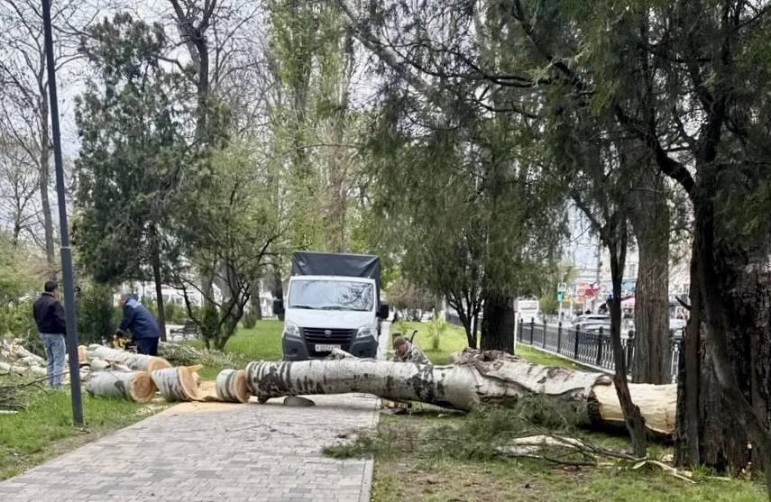 Ветер повредил деревья МБУК &quotПарки столицы&quot