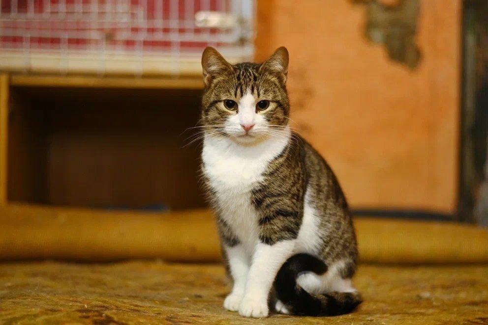 АНО ЦПБЖ КОШКИН ДОМ
