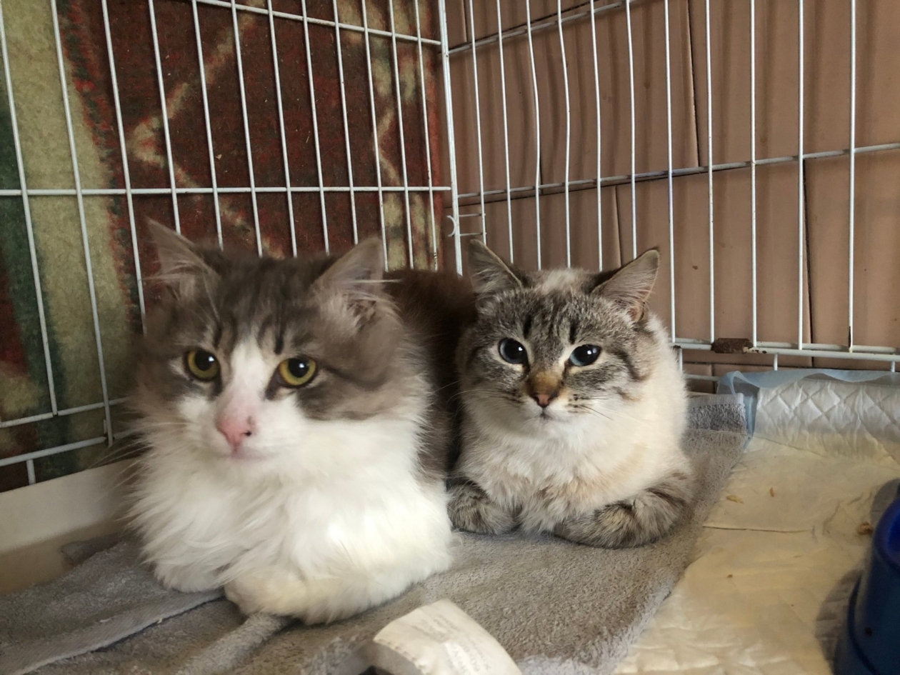 Котики ищут хозяина Кошкин дом